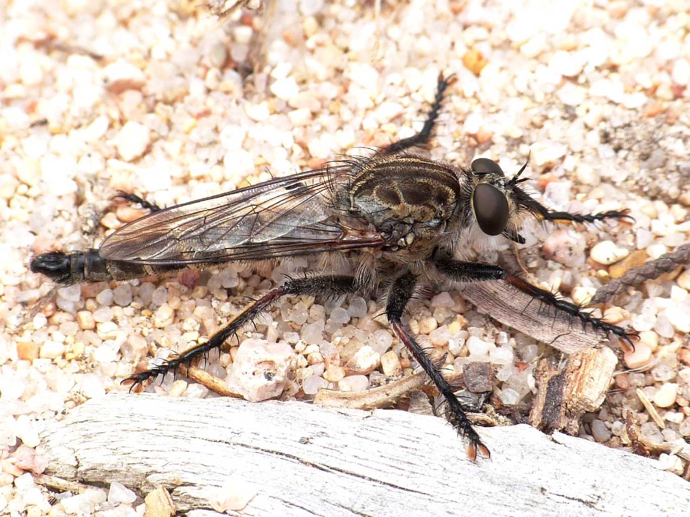 Un paio di Asilidae